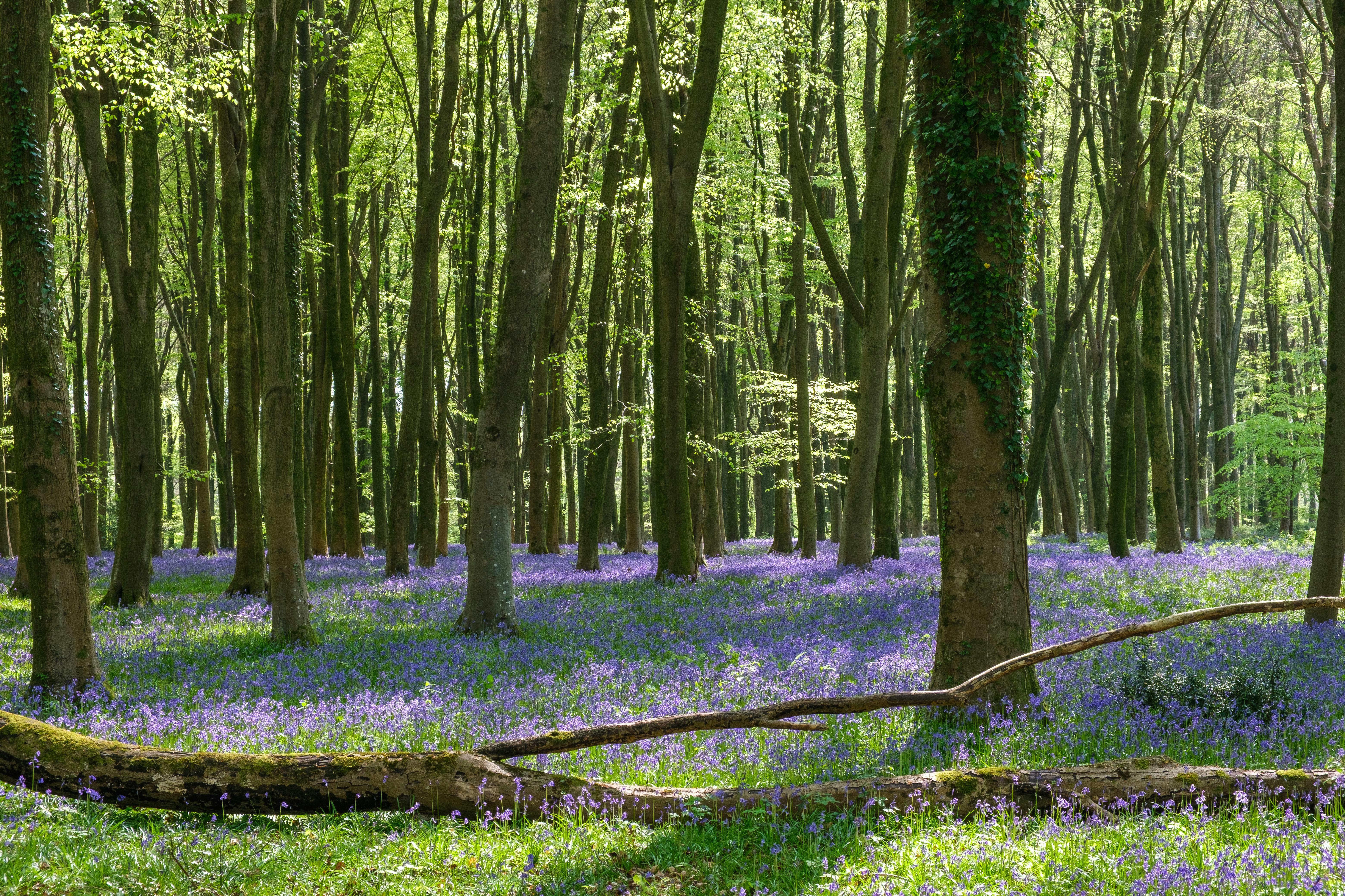 Bluebell woods